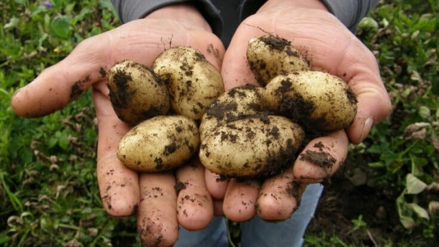 The Perfect Partners: Unlocking the Secrets of Potato Companion Plants