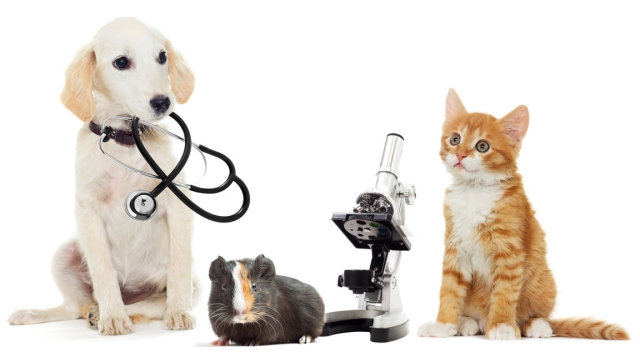 The Ultimate Guide to Purr-fect Pet Health