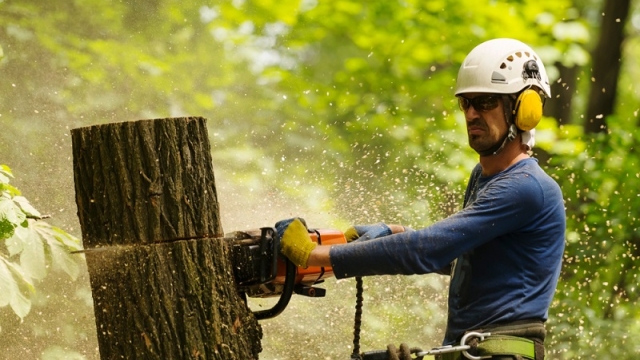 The Art of Arboreal Extraction: Unveiling the Secrets of Tree Removal