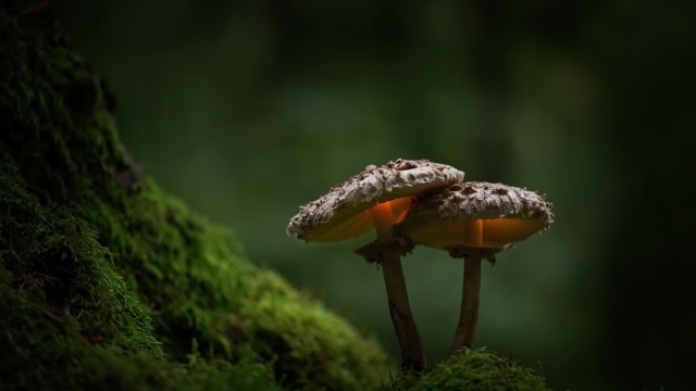 The Fungal Frontier: Unveiling the Secrets of Mushroom Cultivation