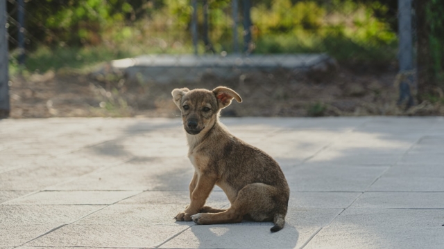 Understanding the Different Types of Veterinary Partnerships
