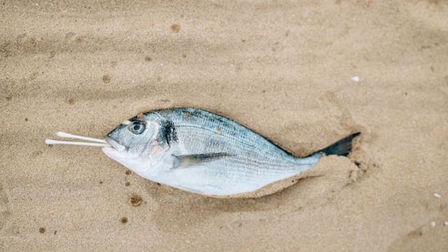 Site Selection for Fish Farming