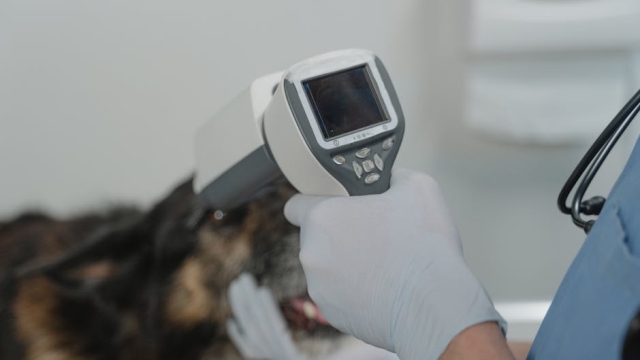 Current Trends in Pet Food What Pet Owners Need to Know