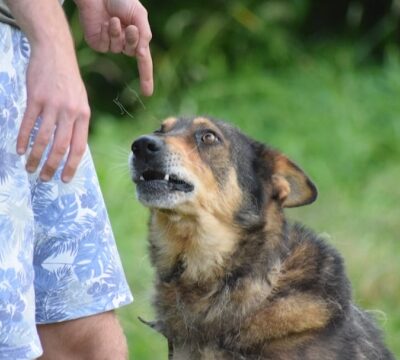 Benefits of Professional Dog Training Consultations