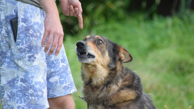 Benefits of Professional Dog Training Consultations