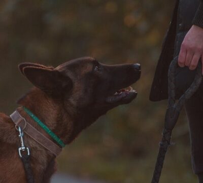 Understanding Service Dogs Training and Benefits
