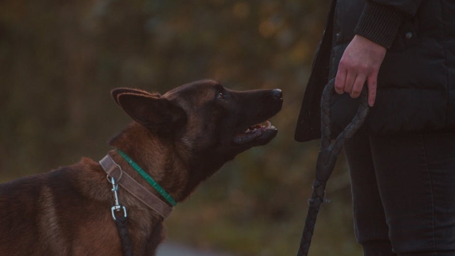 Understanding Service Dogs Training and Benefits